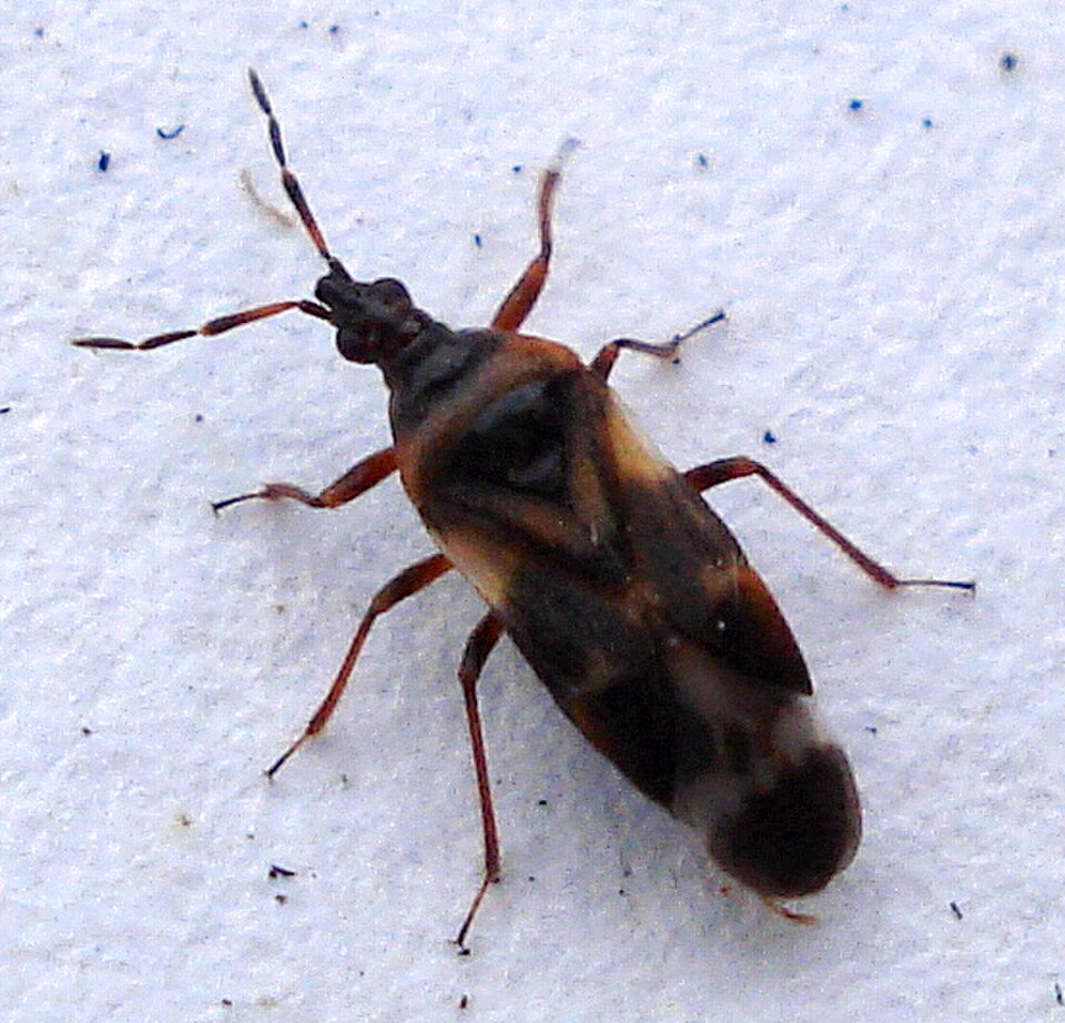 Anthocoris nemoralis