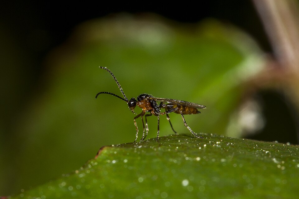 Aphidius ervi