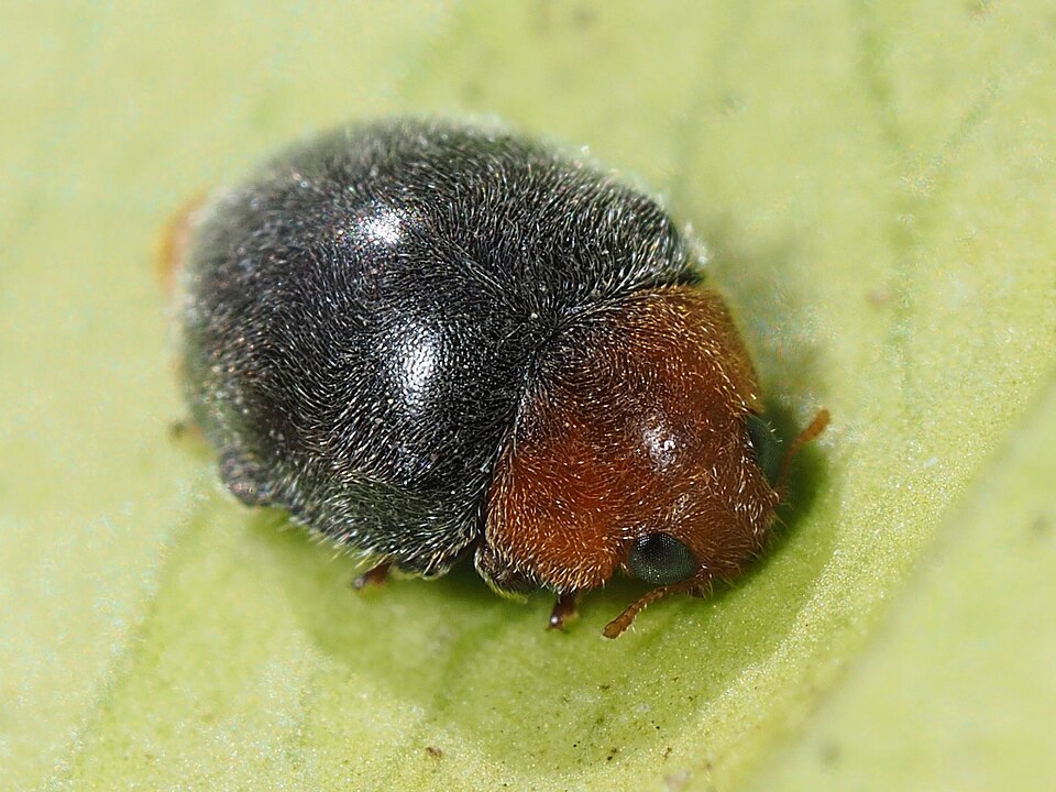Cryptolaemus montrouzieri