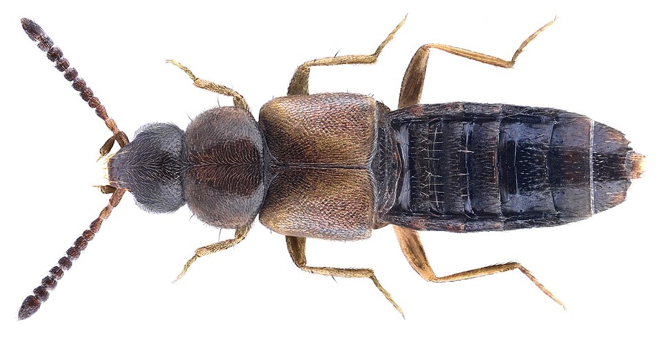 Dalotia coriaria