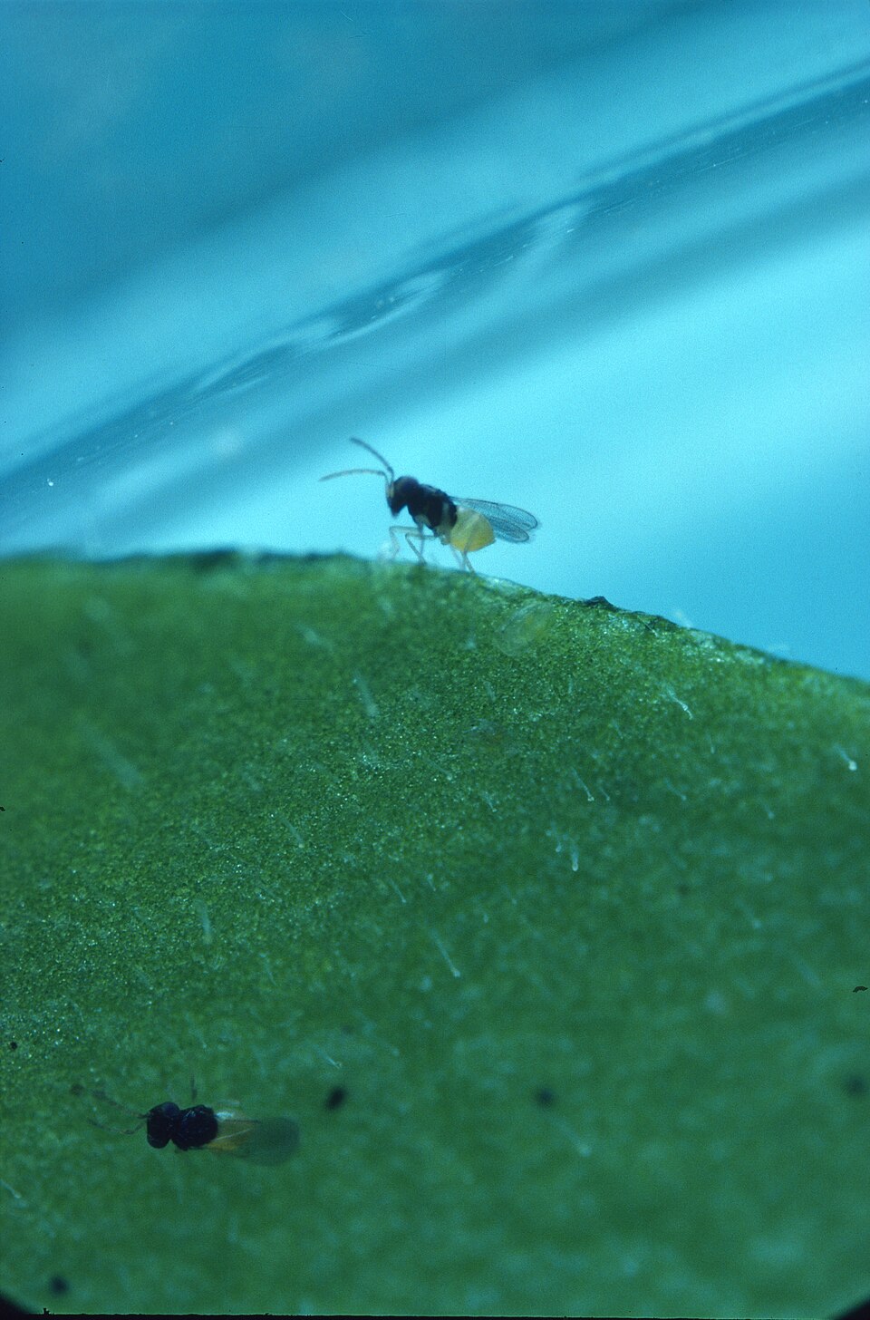 Encarsia formosa