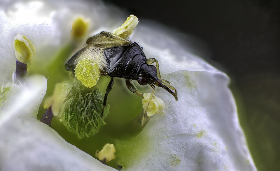 Orius laevigatus