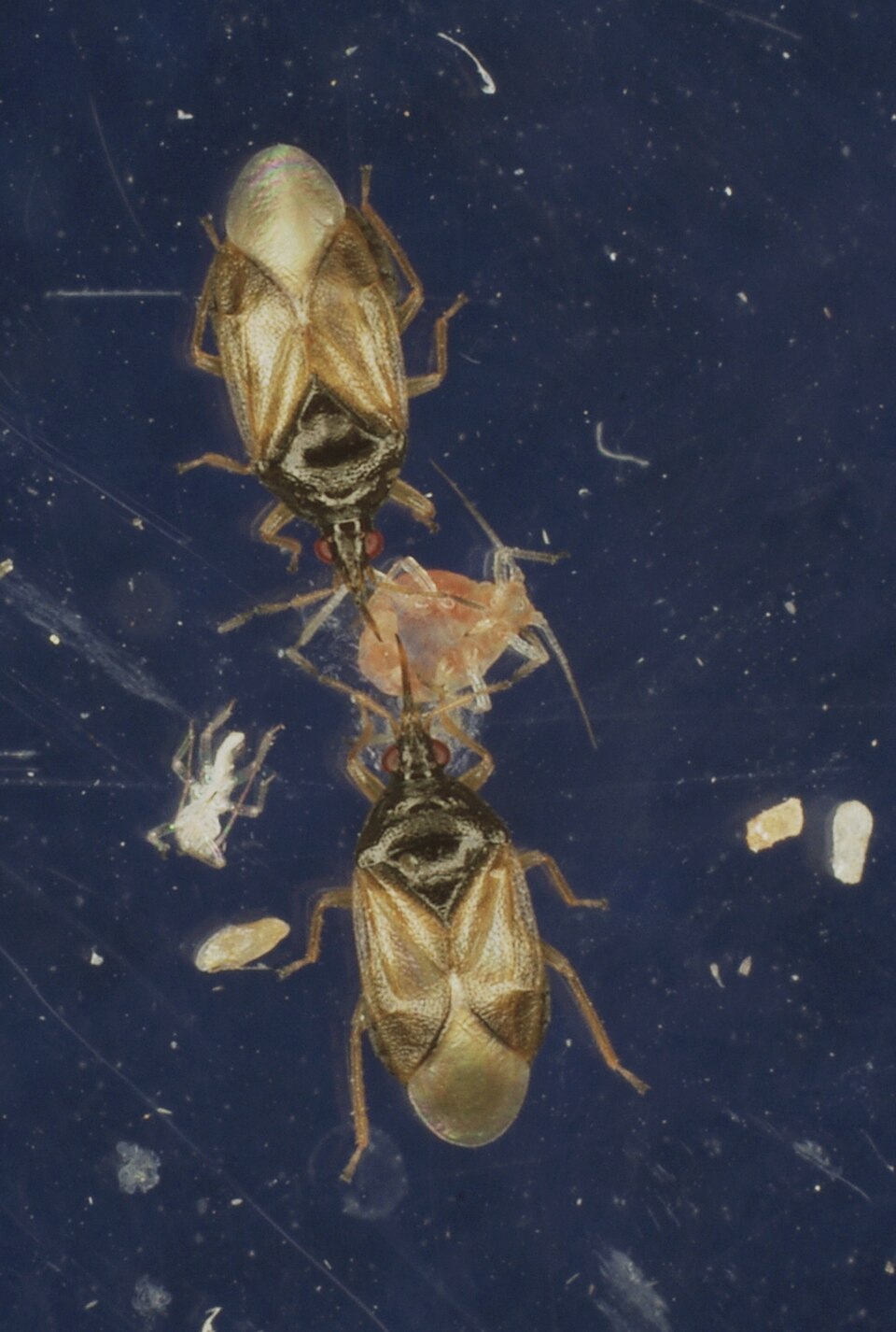 Orius majusculus
