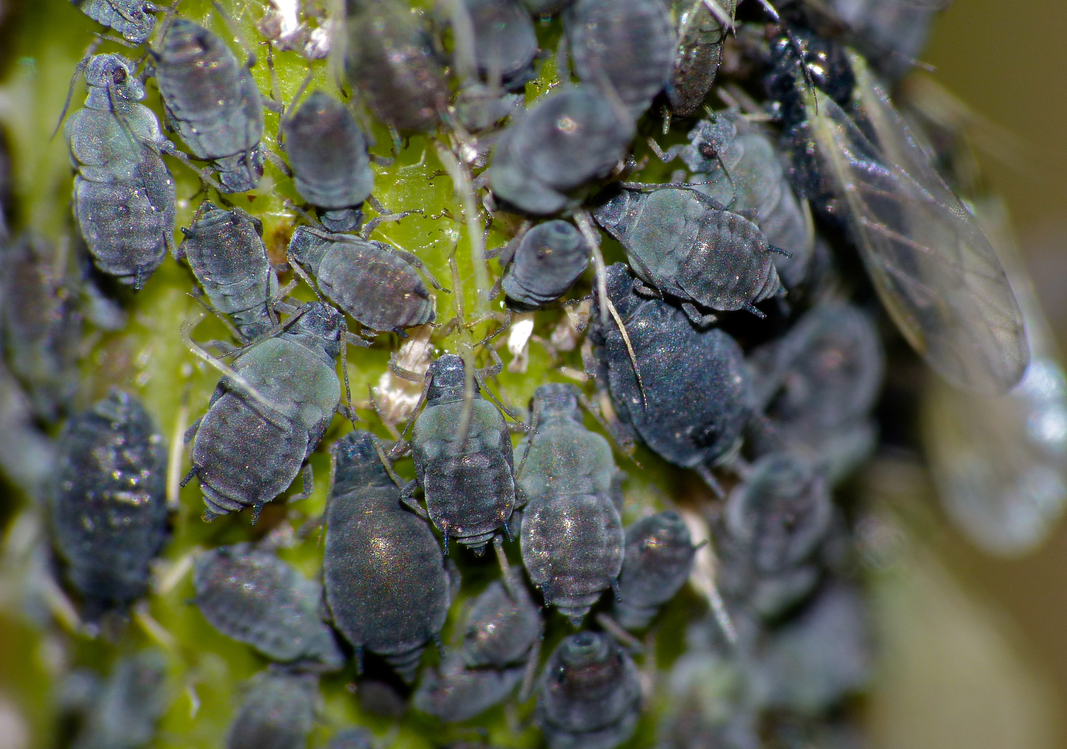 Black bean aphid (Aphis fabae) colony