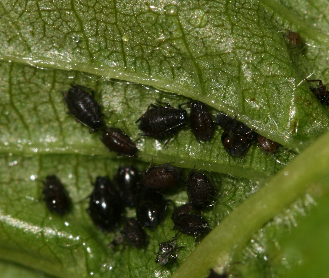 Cherry blackfly (Myzus cerasi)