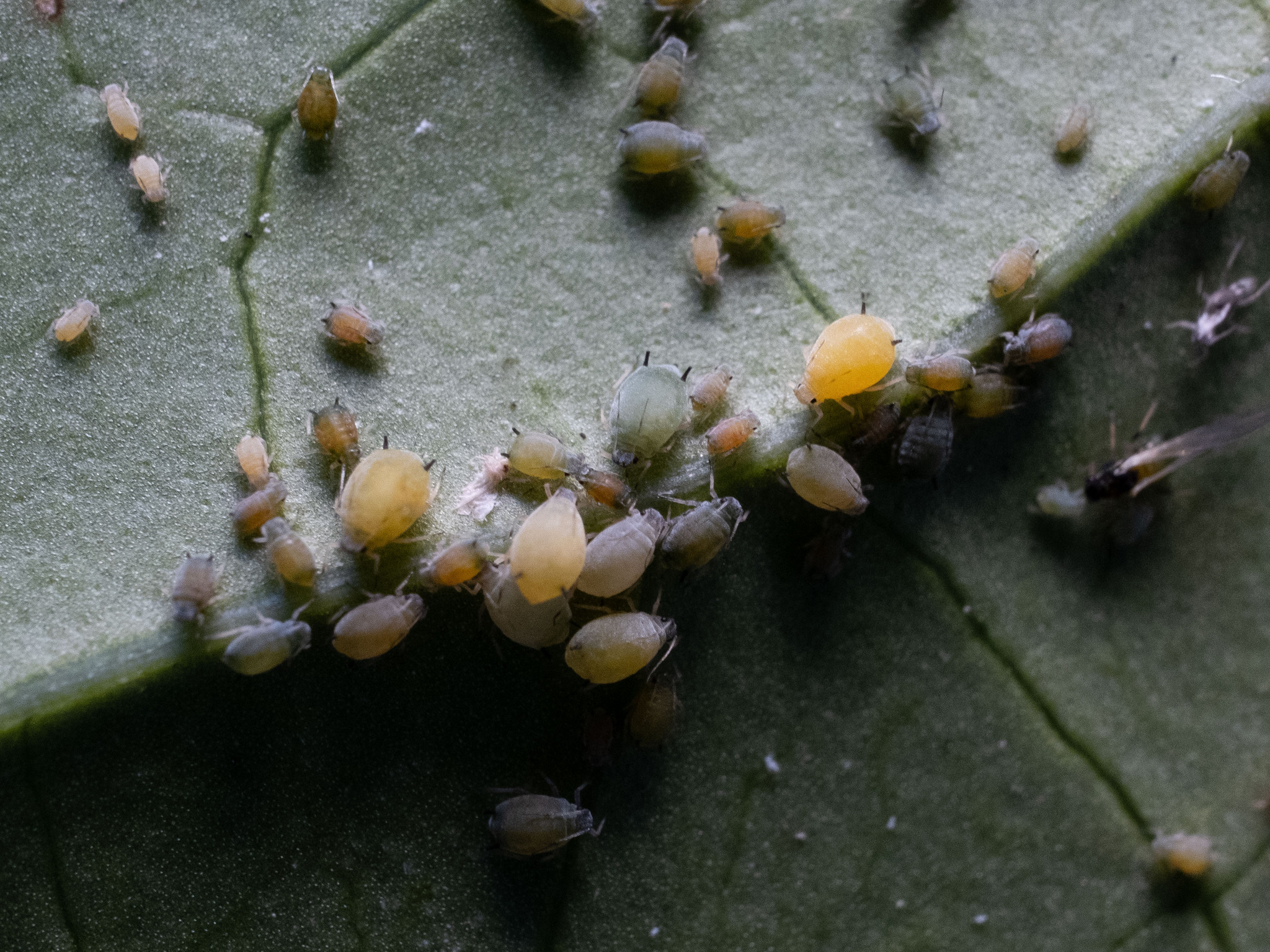 Cotton aphid (Aphis gossypii)