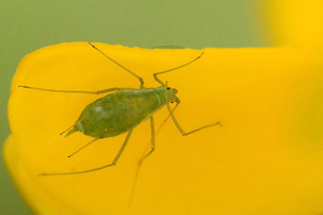 Glasshouse potato aphid (Aulacorthum solani)