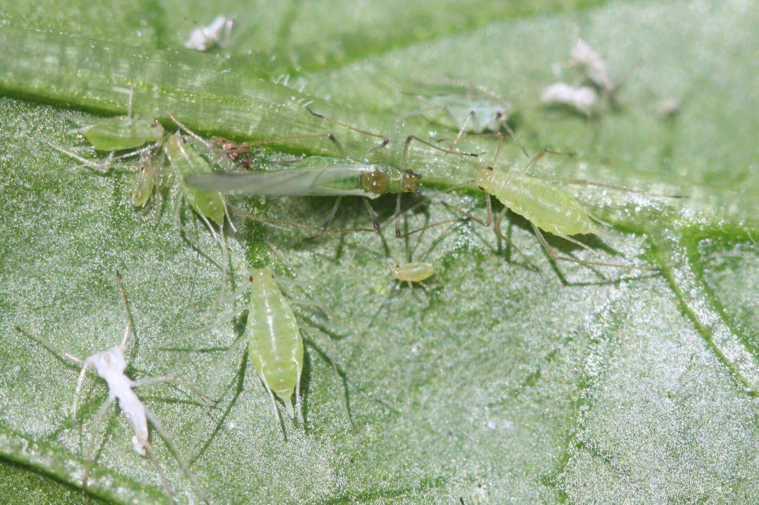 Potato aphid (Macrosiphum euphorbiae)