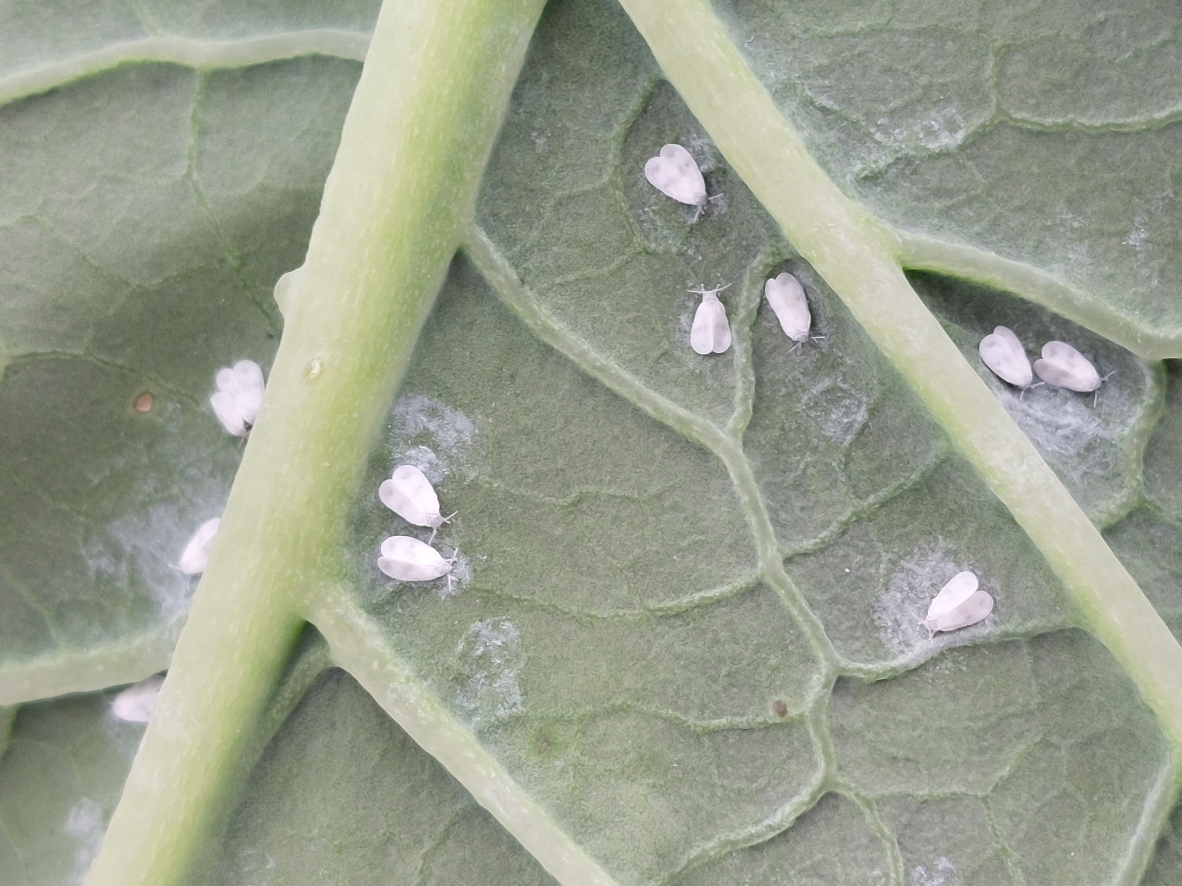Cabbage whitefly infestation on kale