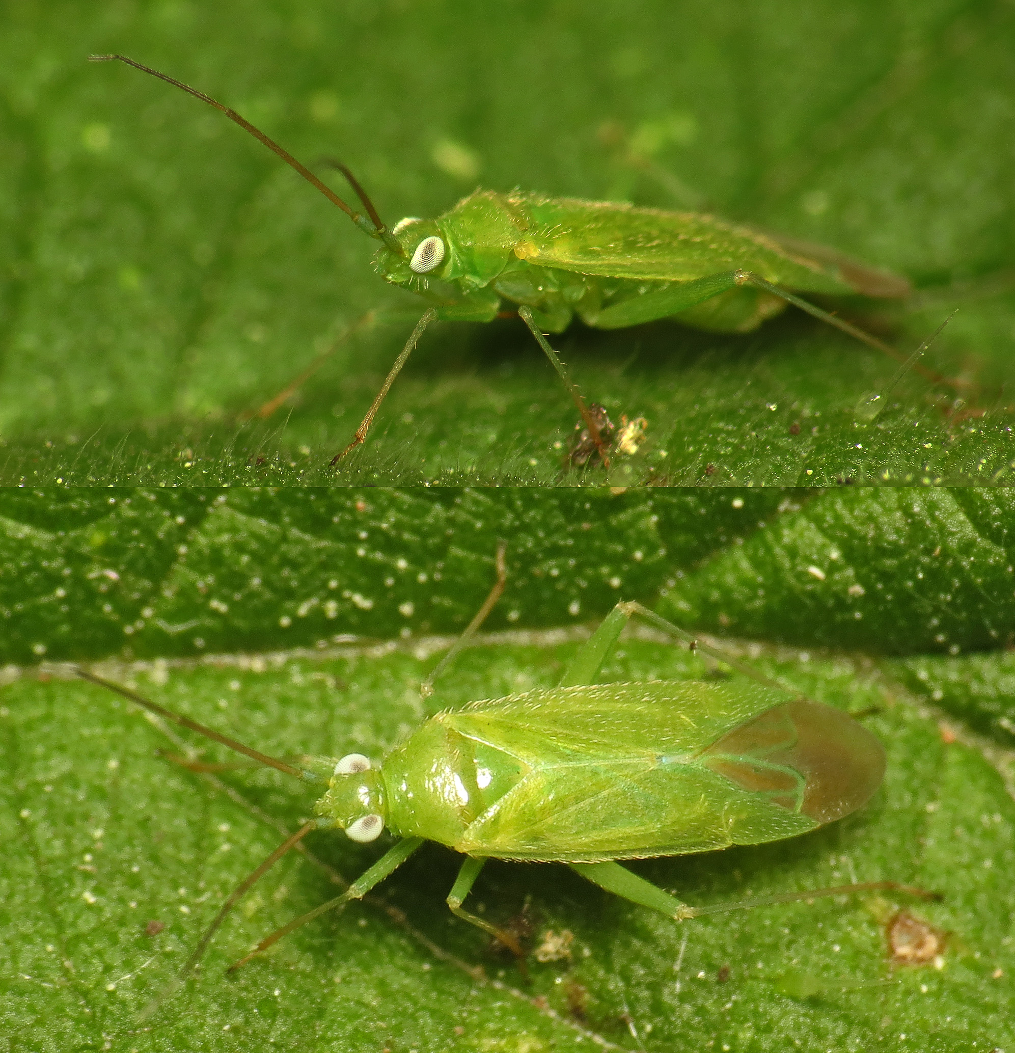 Common green capsid bug (Lygocoris pabulinus)