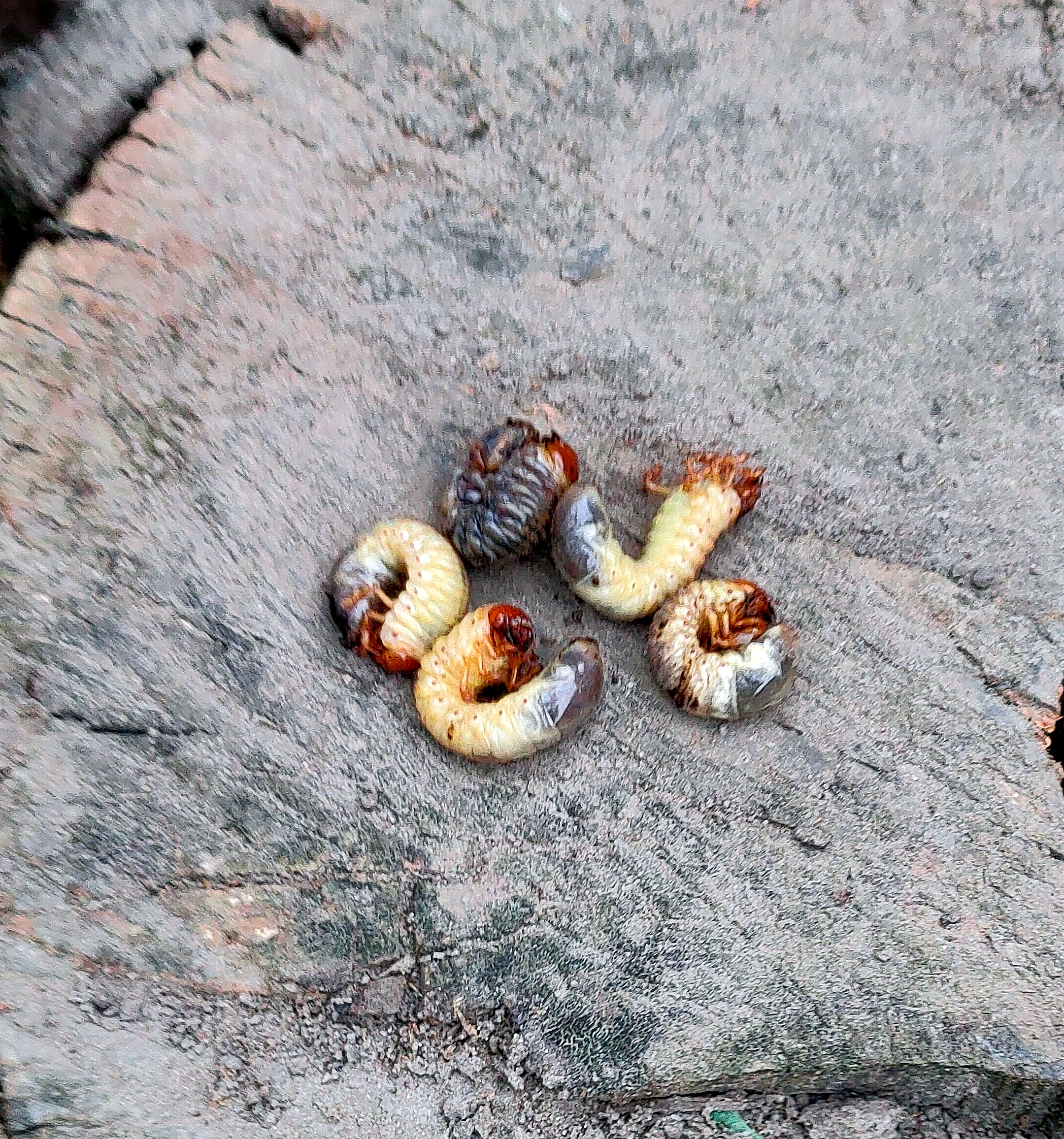Chafer grub