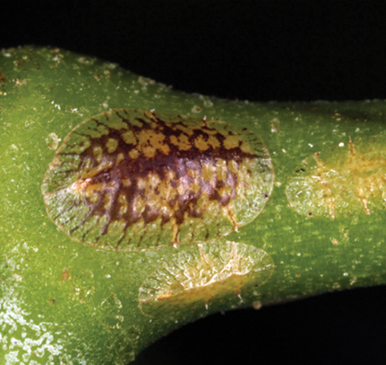 Brown soft scale (Coccus hesperidum) adult females on host plant