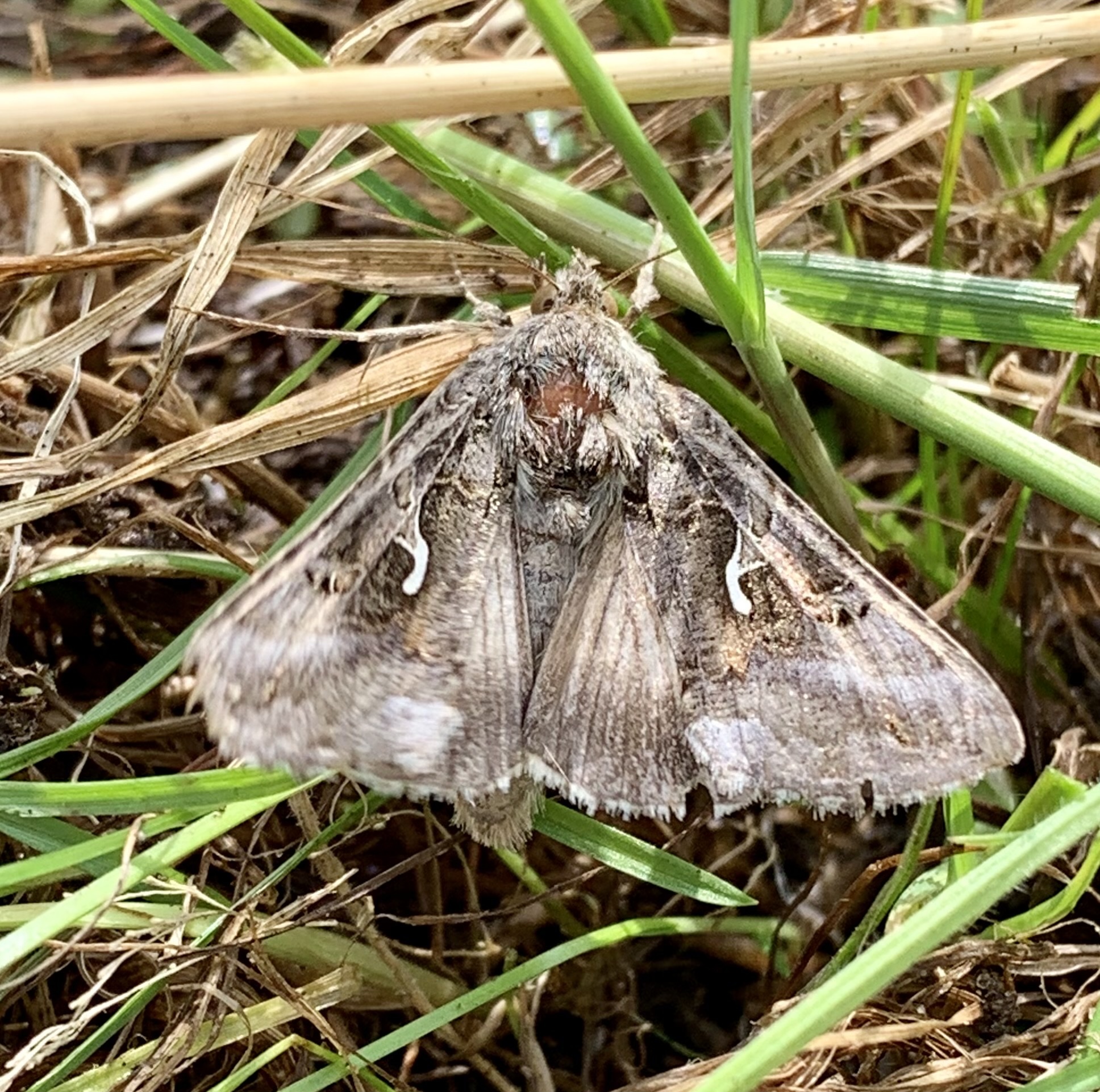 Silver Y caterpillar (Autographa gamma)