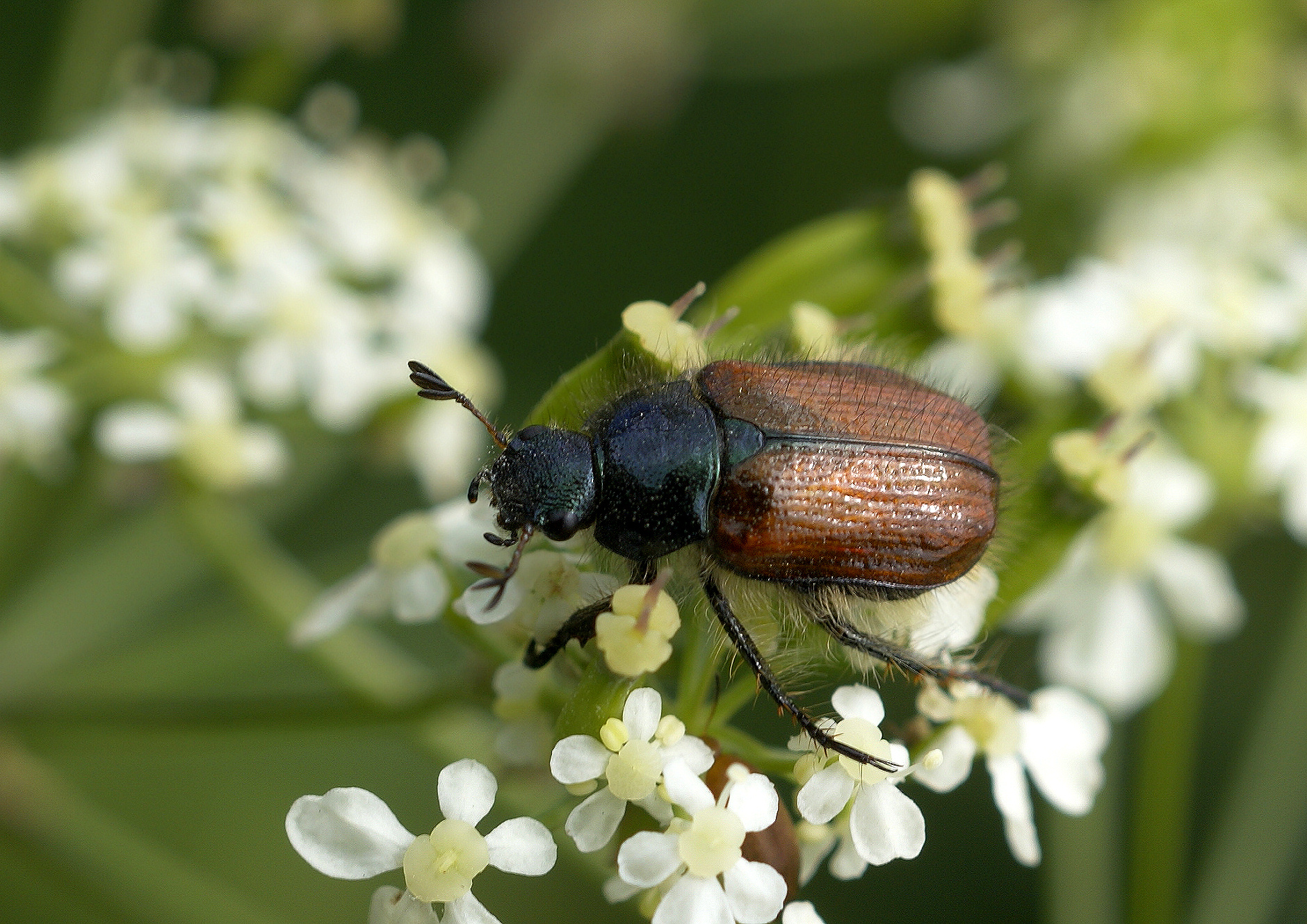 Garden chafer (Phyllopertha horticola)