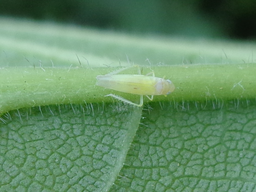 Rose leafhopper, Edwardsiana rosae