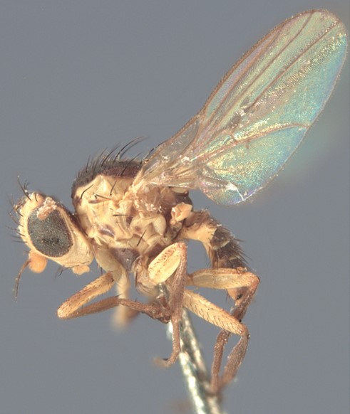 Adult tomato leafminer fly, Liriomyza bryoniae