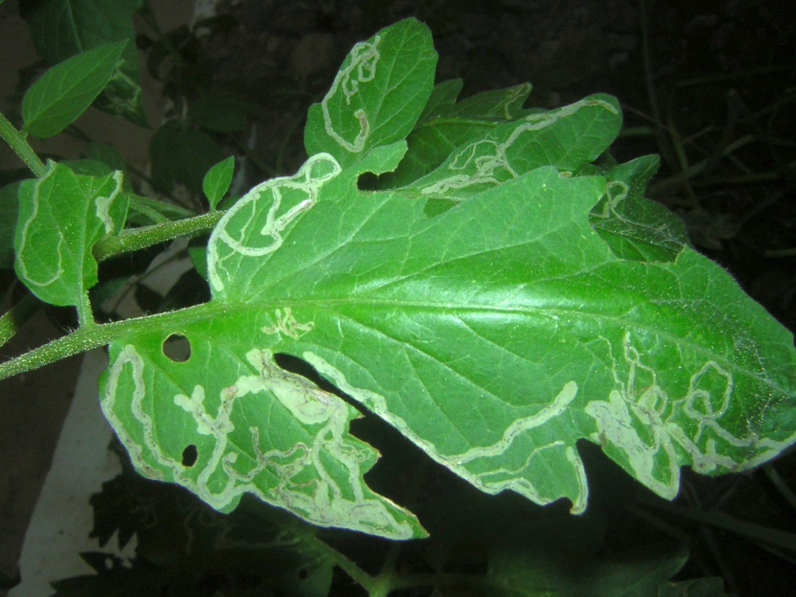 Leaf mines caused by agromyzid leafminers on tomato