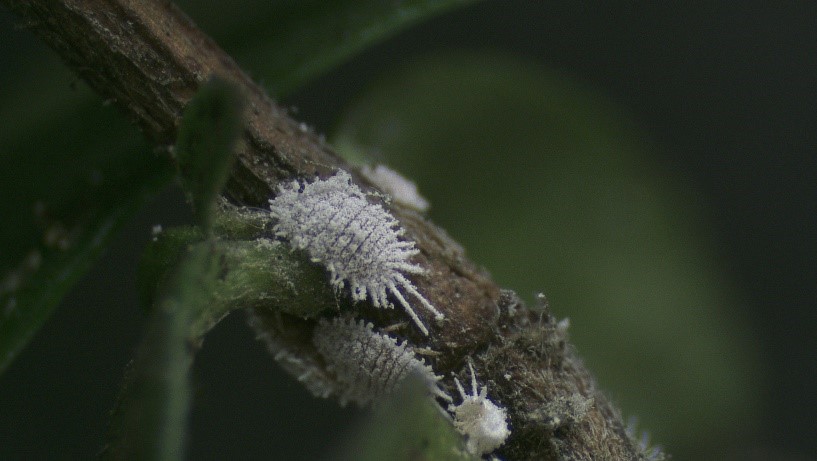 Adult female mealybug, Pseudococcus viburni