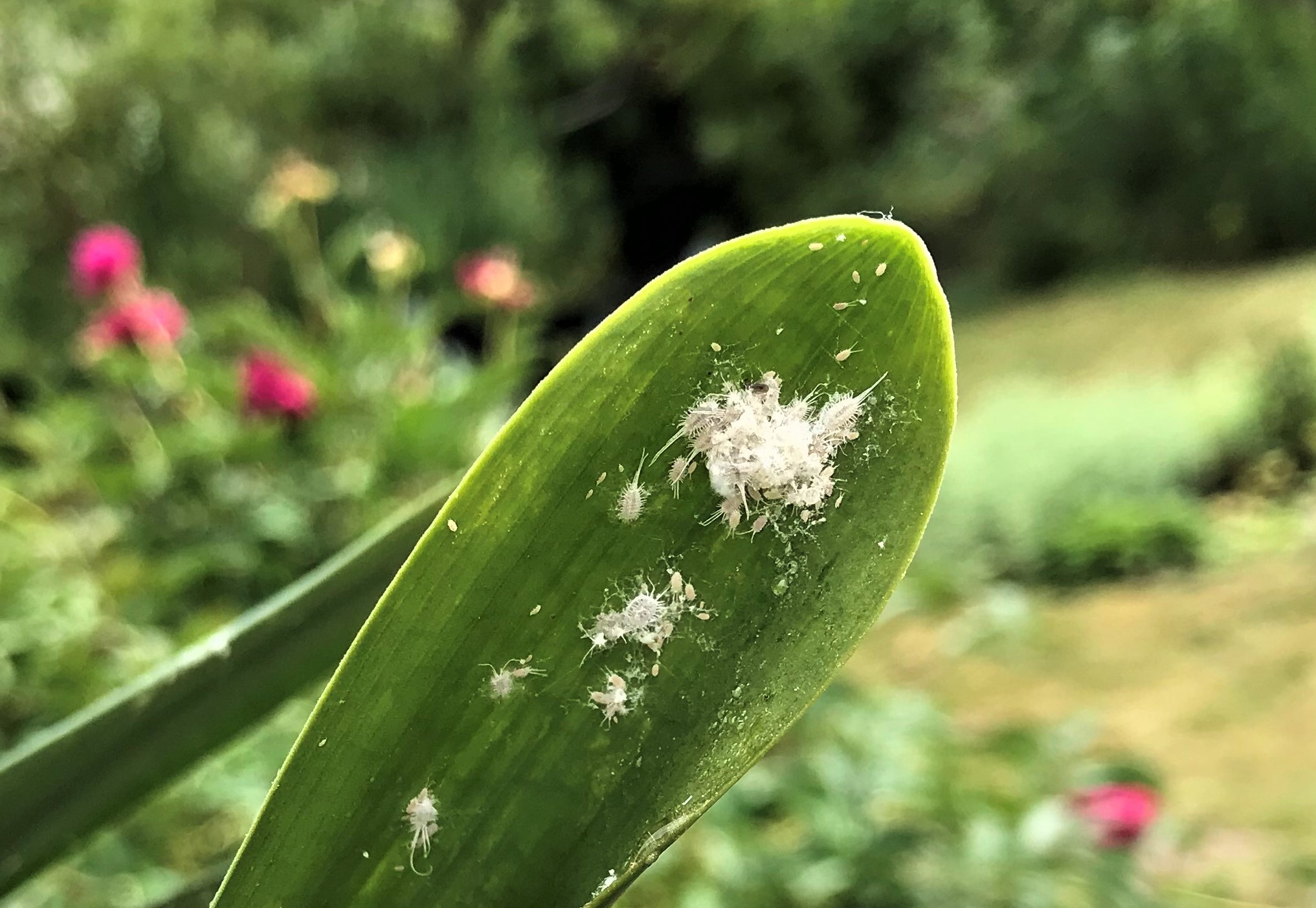 Citrus mealybug infestation on a leaf