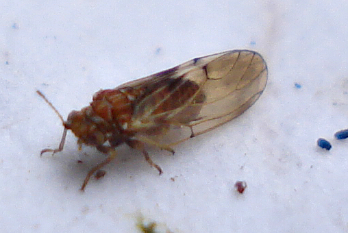 Pear sucker (Cacopsylla pyri)