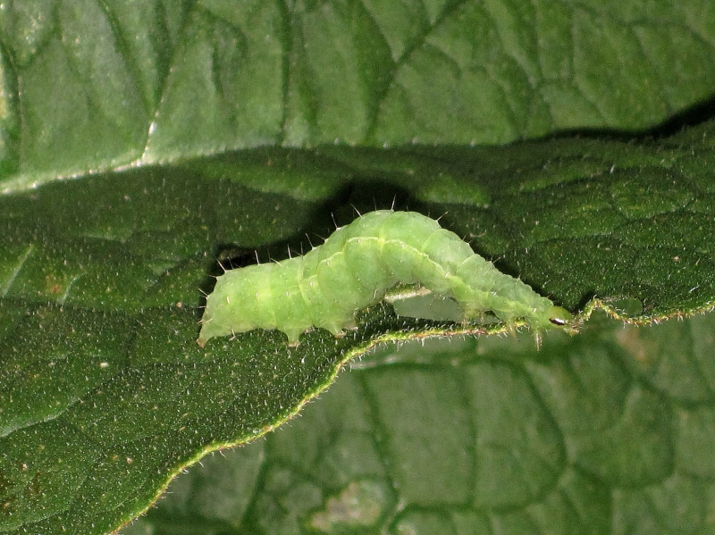 Silver Y caterpillar on a leaf