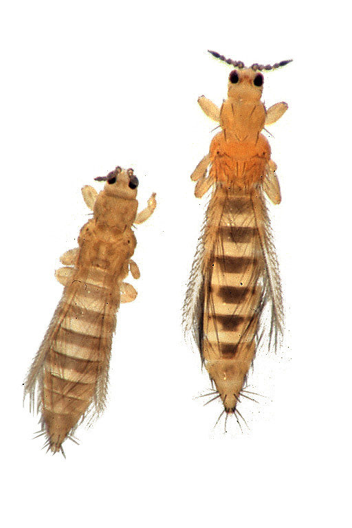 Onion thrips and western flower thrips shown side by side