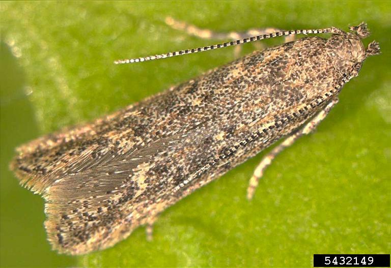 Adult tomato leafminer moth (Tuta absoluta)