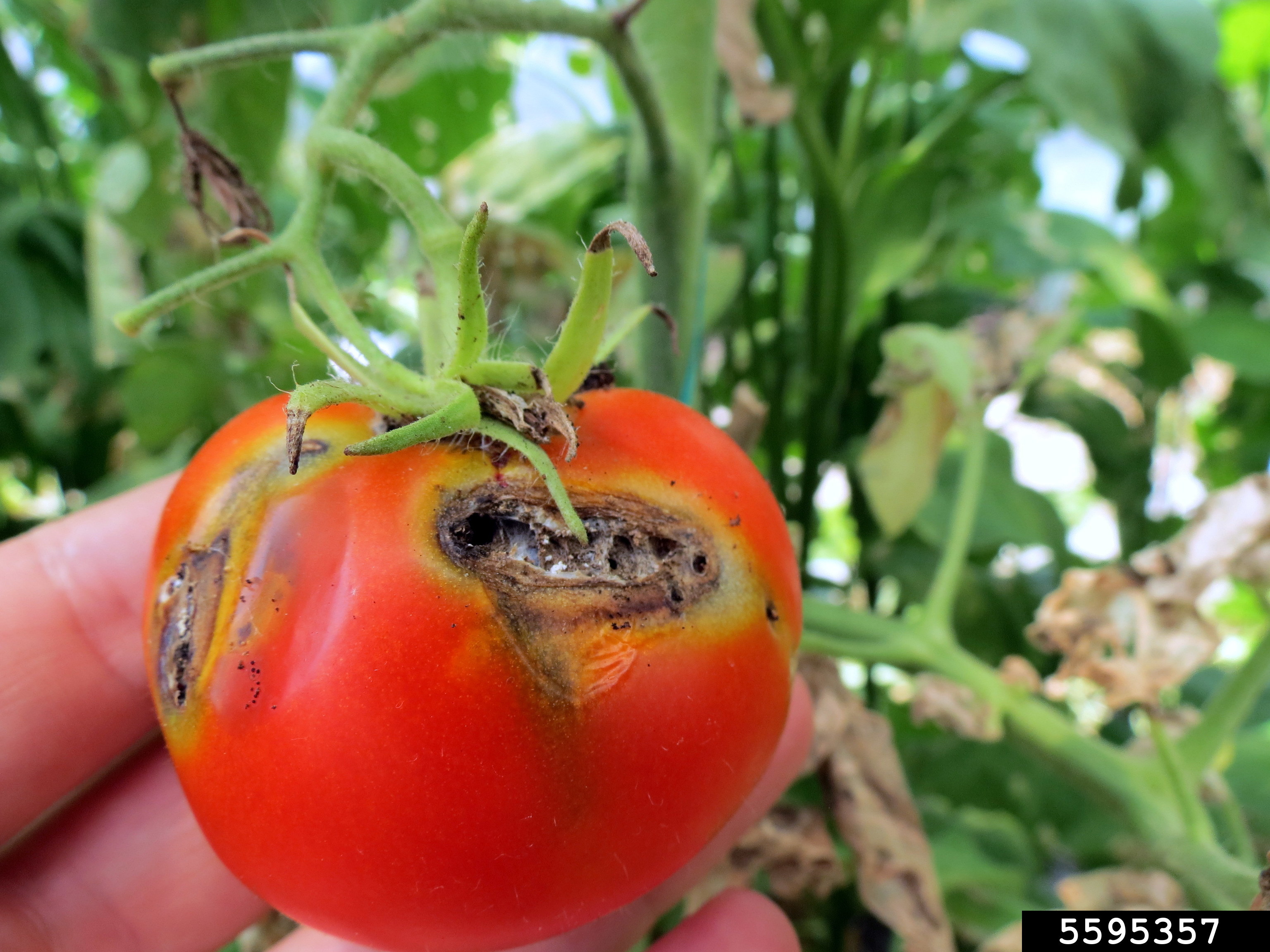 Tomato leaf and fruit damage caused by Tuta absoluta