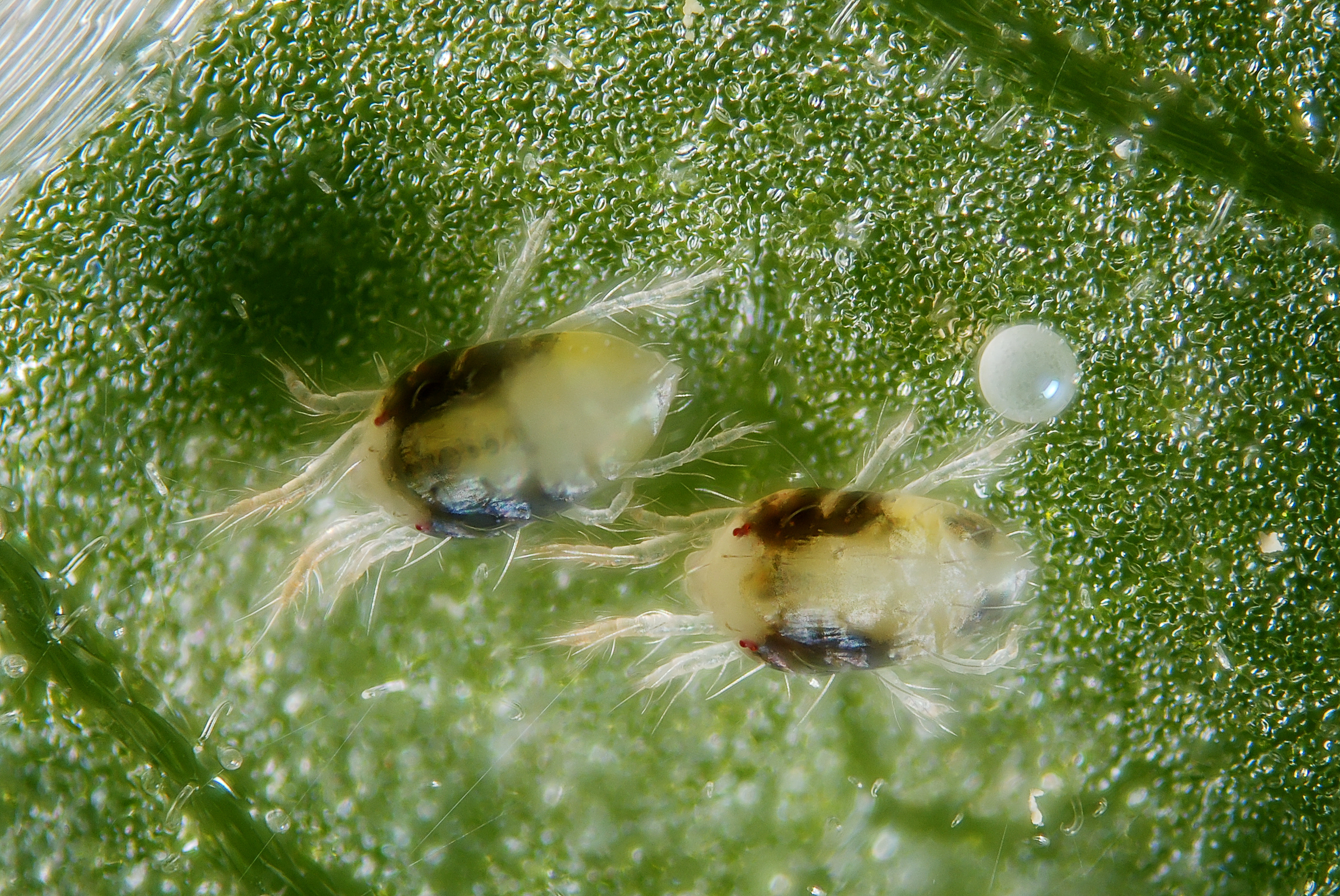Two adult female two-spotted spider mites with an egg