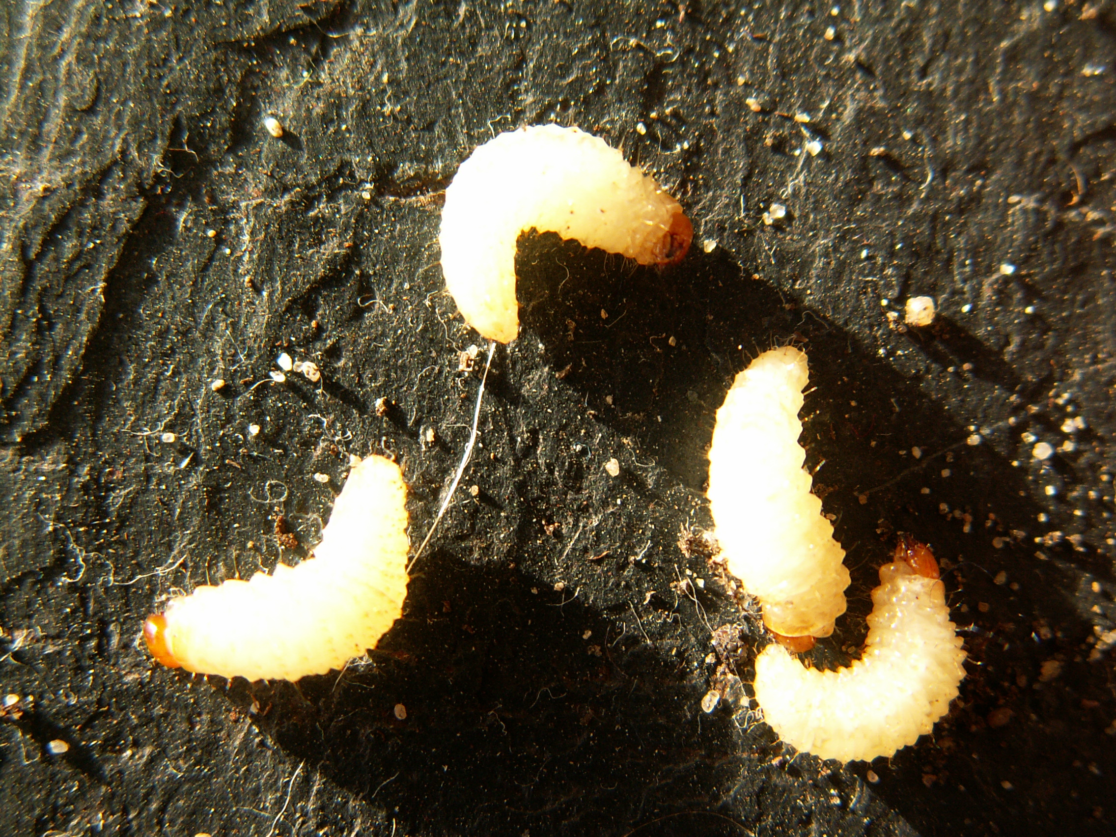 Black vine weevil larva (Otiorhynchus sulcatus)