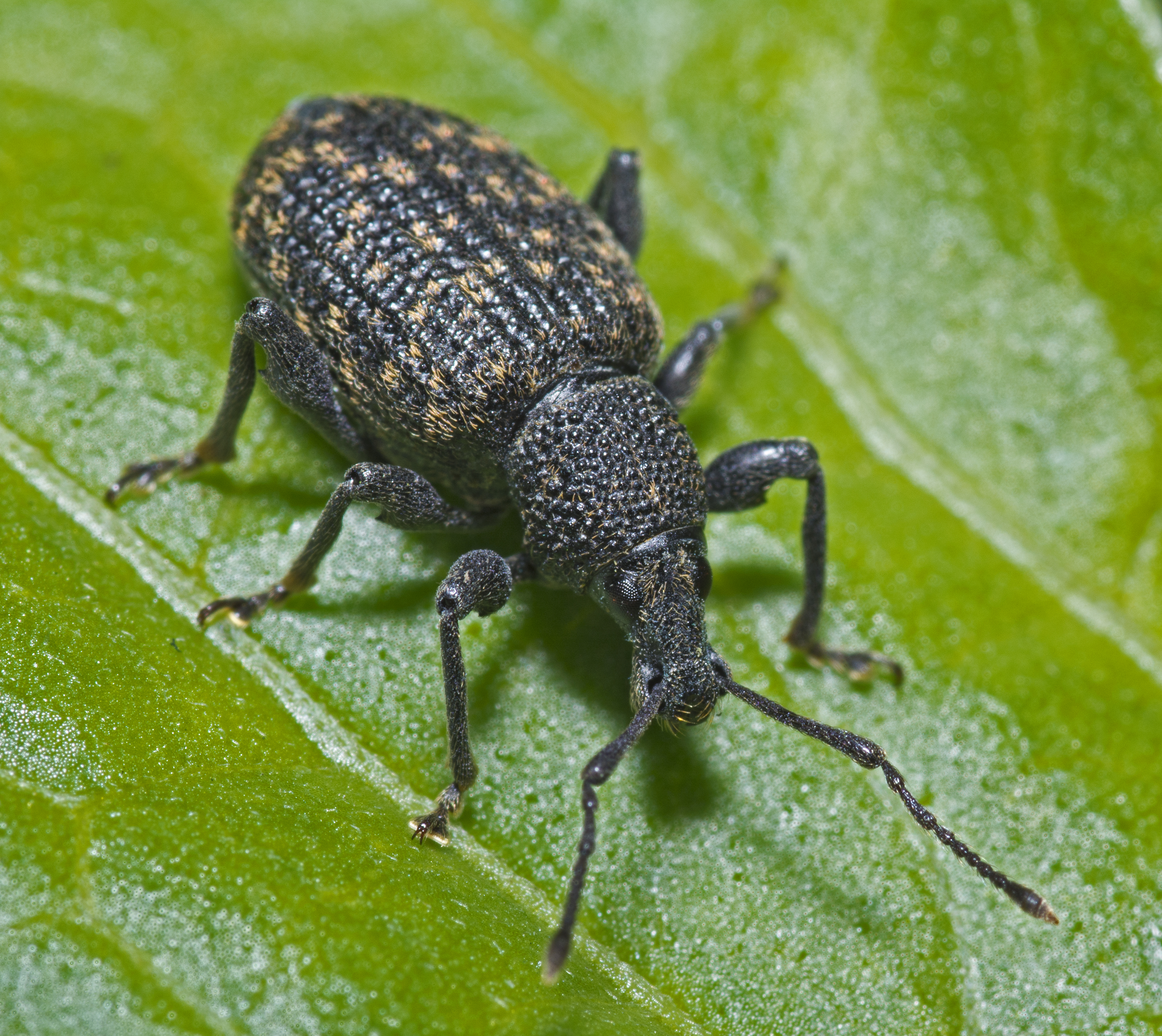 Adult black vine weevil (Otiorhynchus sulcatus)
