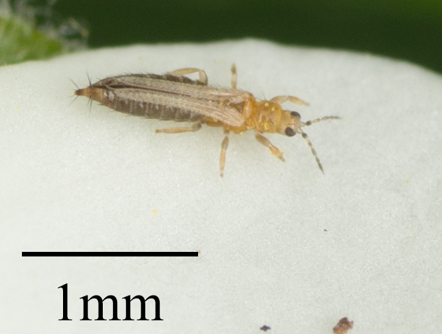 Adult western flower thrips, Frankliniella occidentalis