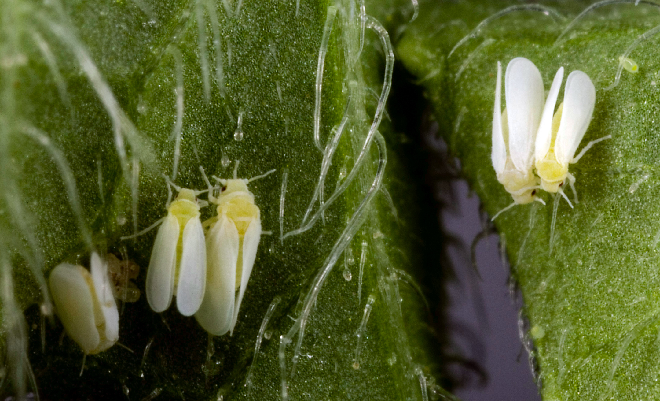 Adult whiteflies (Bemisia tabaci)