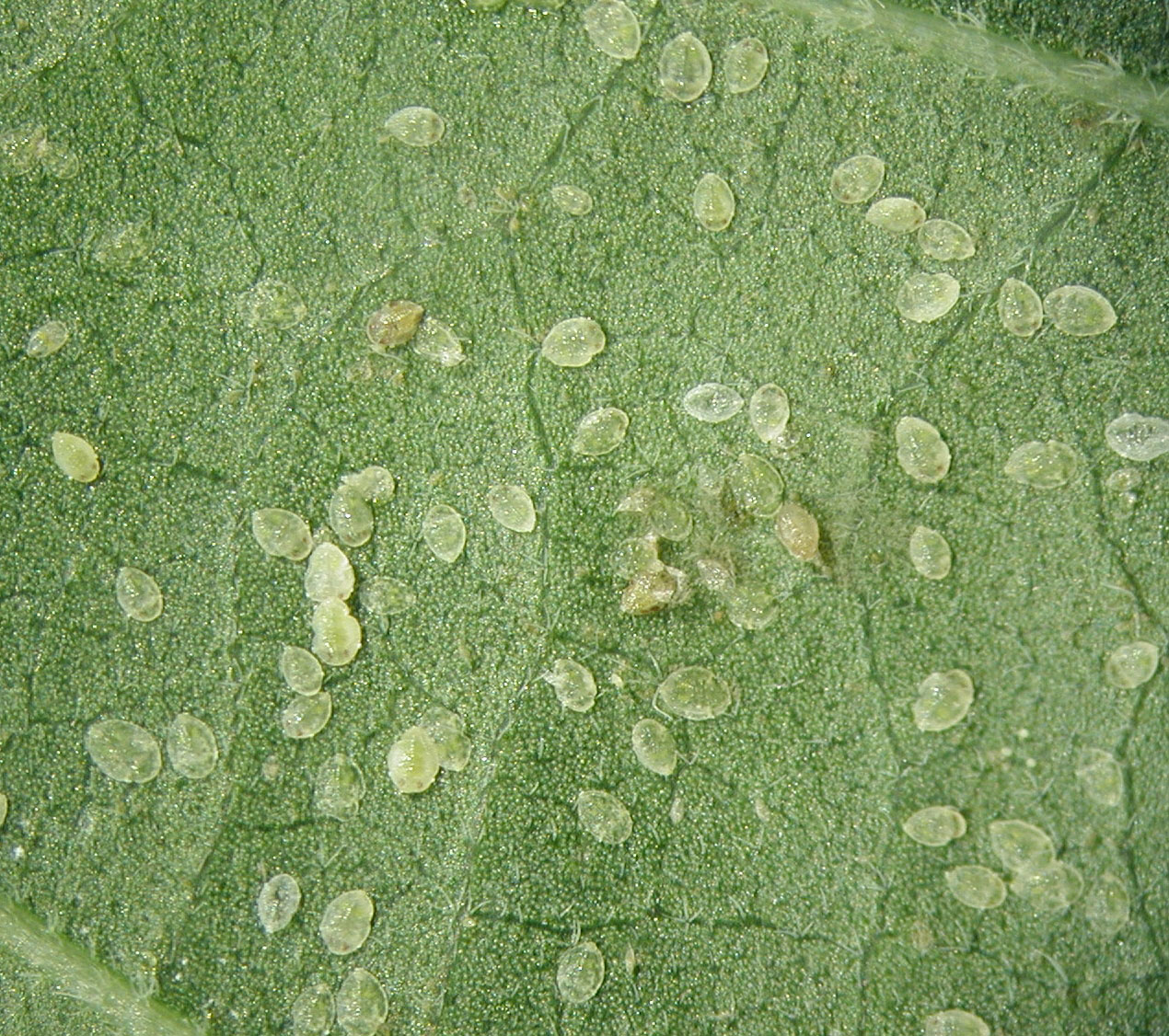 Whitefly nymphs on the underside of a leaf