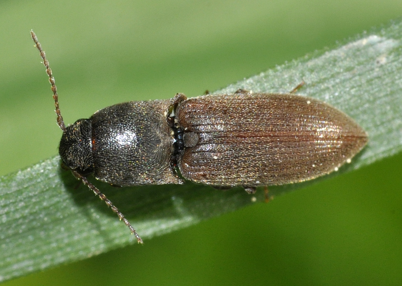 Click beetle (Agriotes sputator)