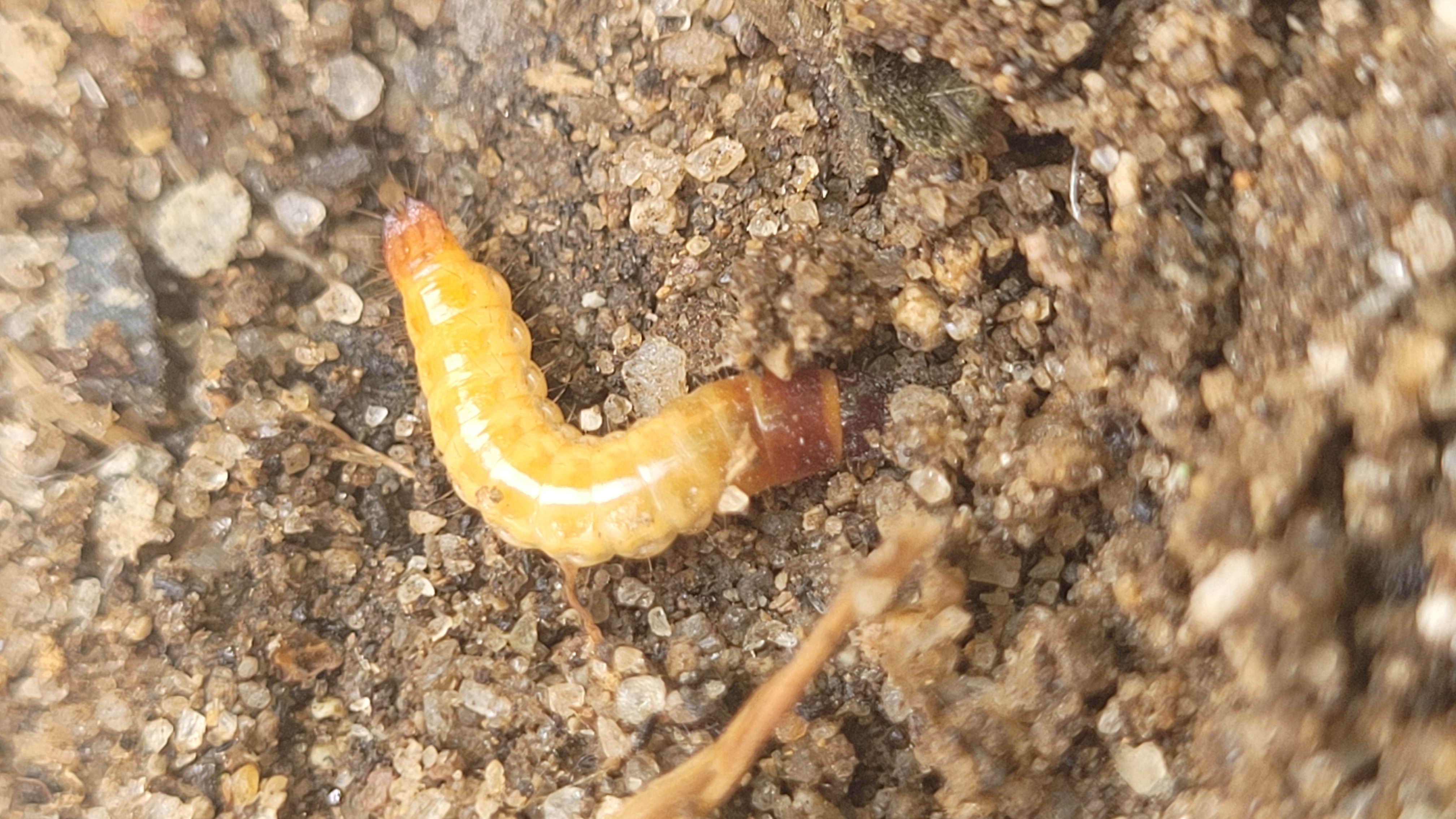 Wireworm larvae in soil