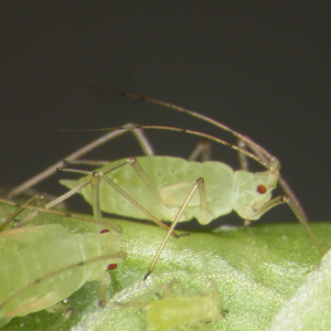 Aphid infestation with soft-bodied sap-feeding insects on plant foliage.