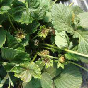 Broad mite (Polyphagotarsonemus latus) damage showing leaf distortion and bronzing.