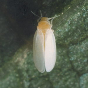 Glasshouse whitefly (Trialeurodes vaporariorum) adults and nymphs on leaf underside.