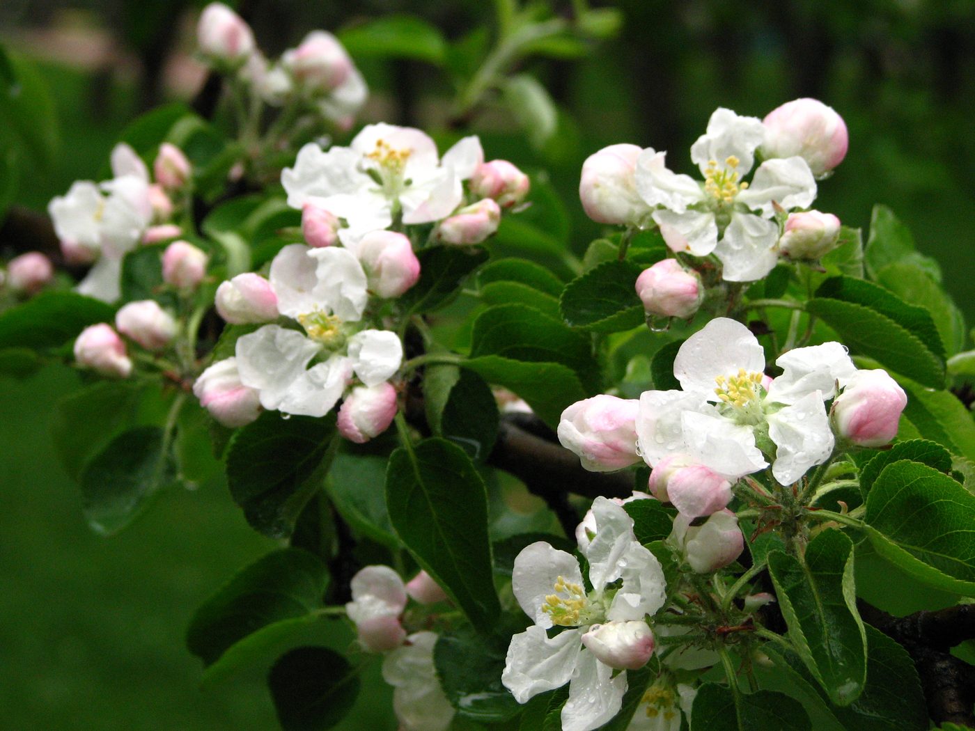 Apple blossom