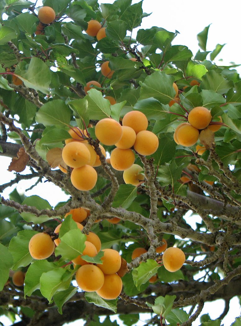 Apricot