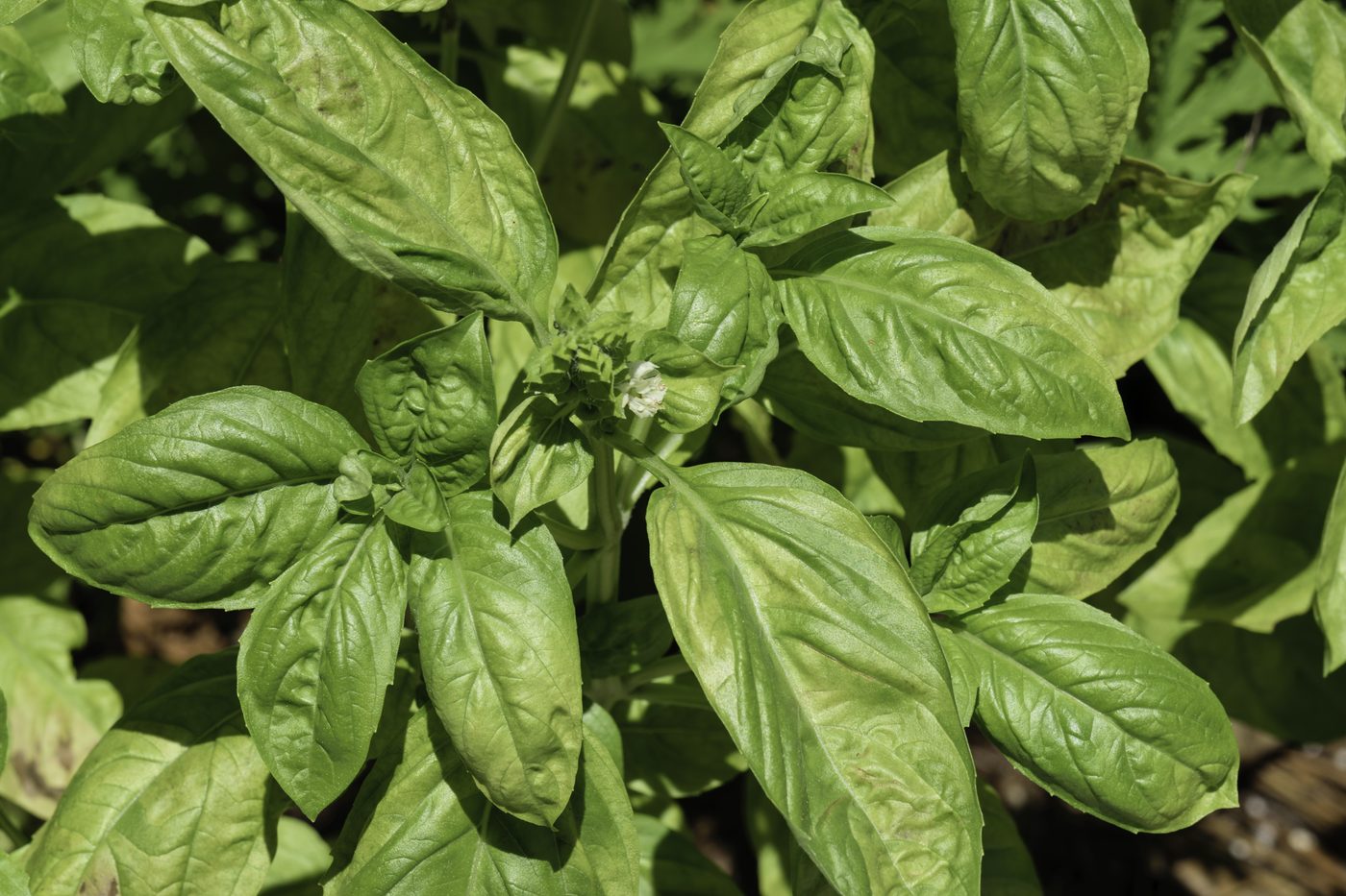 Basil