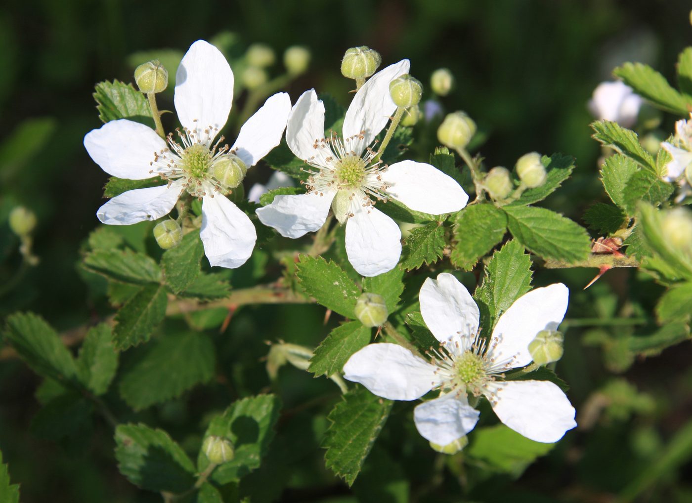 Blackberry