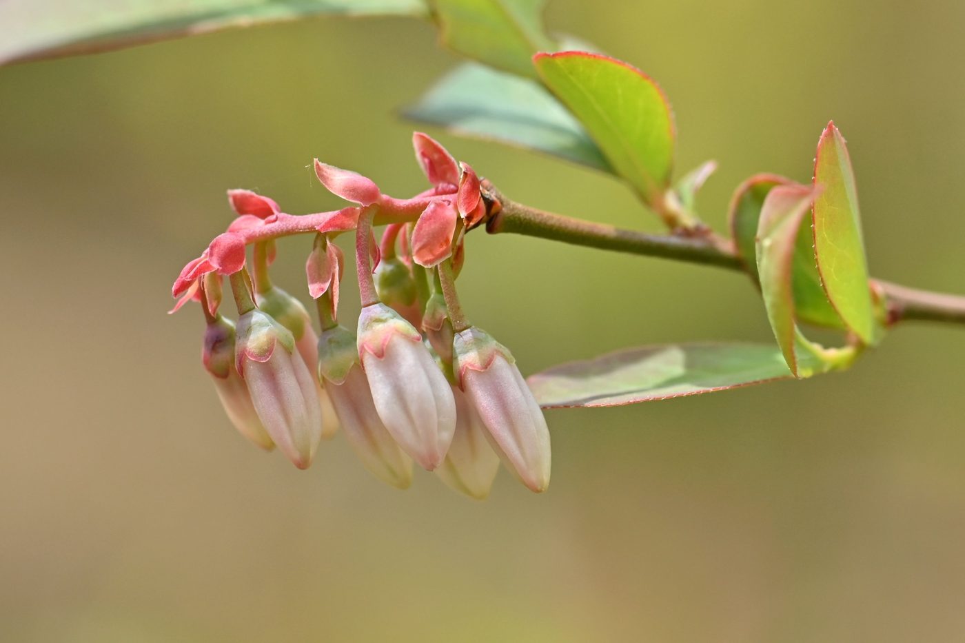 Blueberry flower buds