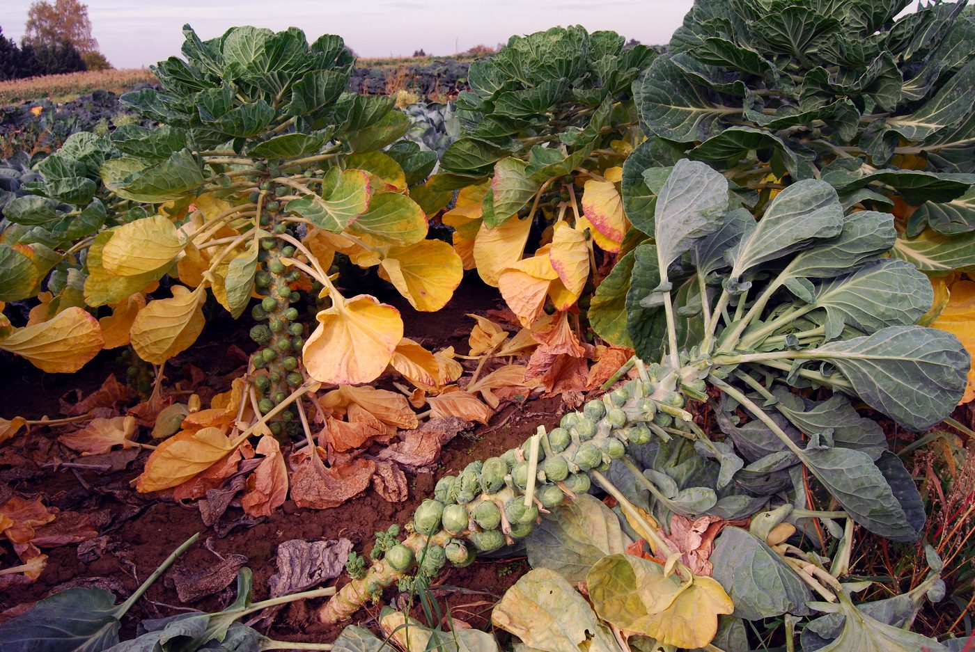 Brussels sprout