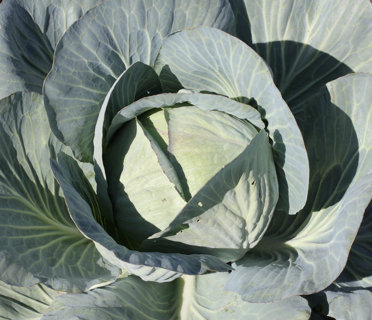 Cabbage