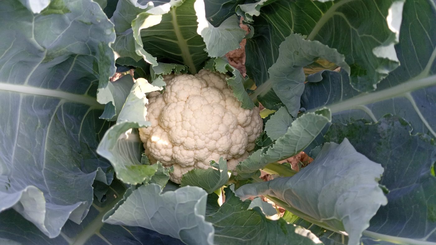 Cauliflower