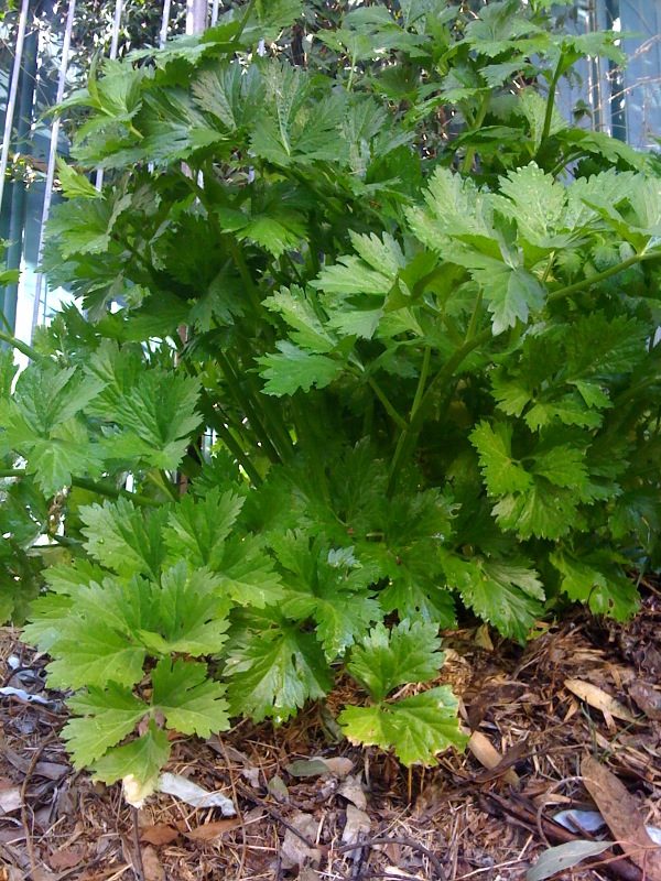 Celery