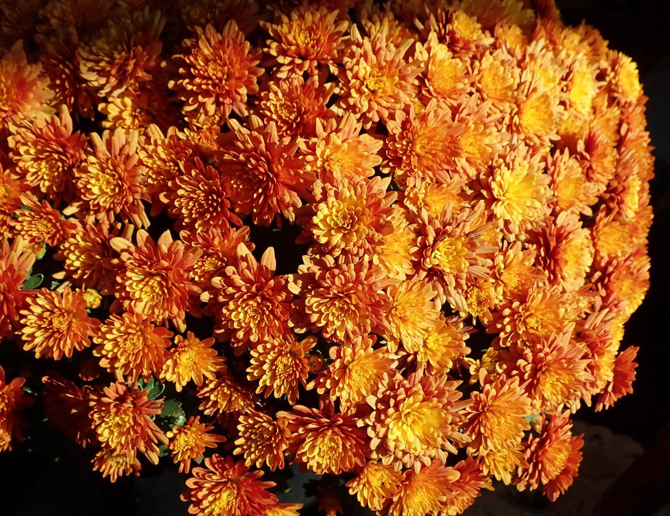Chrysanthemum