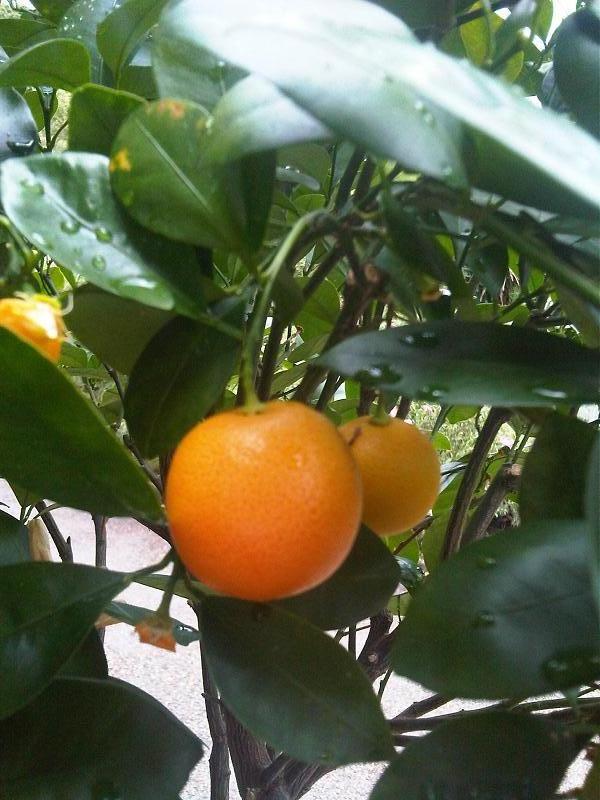 Citrus